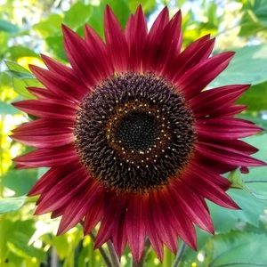 Meet your Posher, Robin